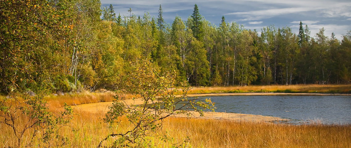 Незабудкино